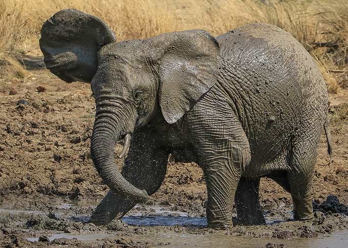 Elephant 4
