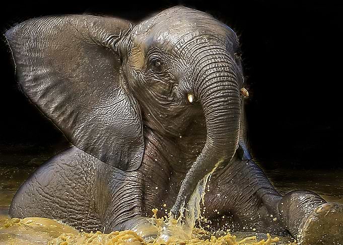 Elephant 1