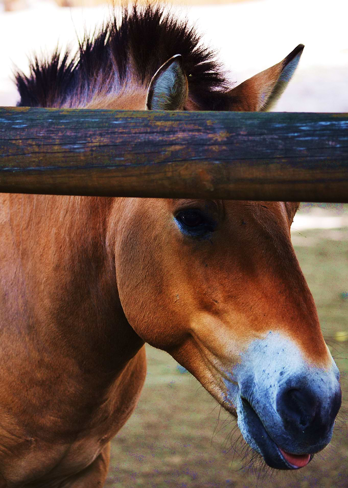 Pony