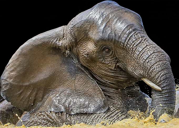 Elephant 2