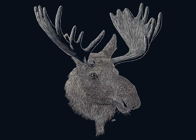 Moose