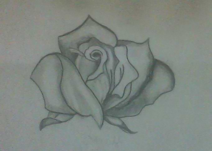 An elegant rose