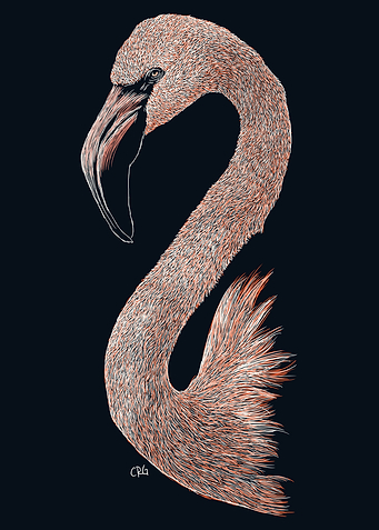 Pink Flamingo
