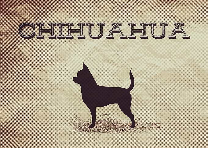 Retro Chihuahua