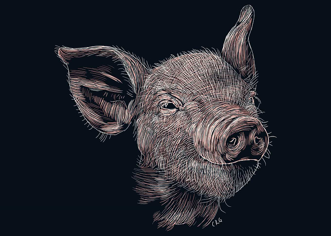 Baby Pig
