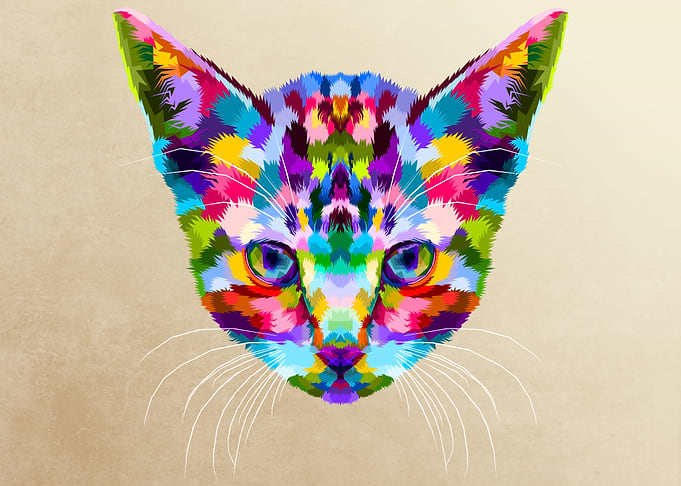 colorful kitten