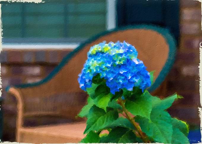 Blue Hydrangea