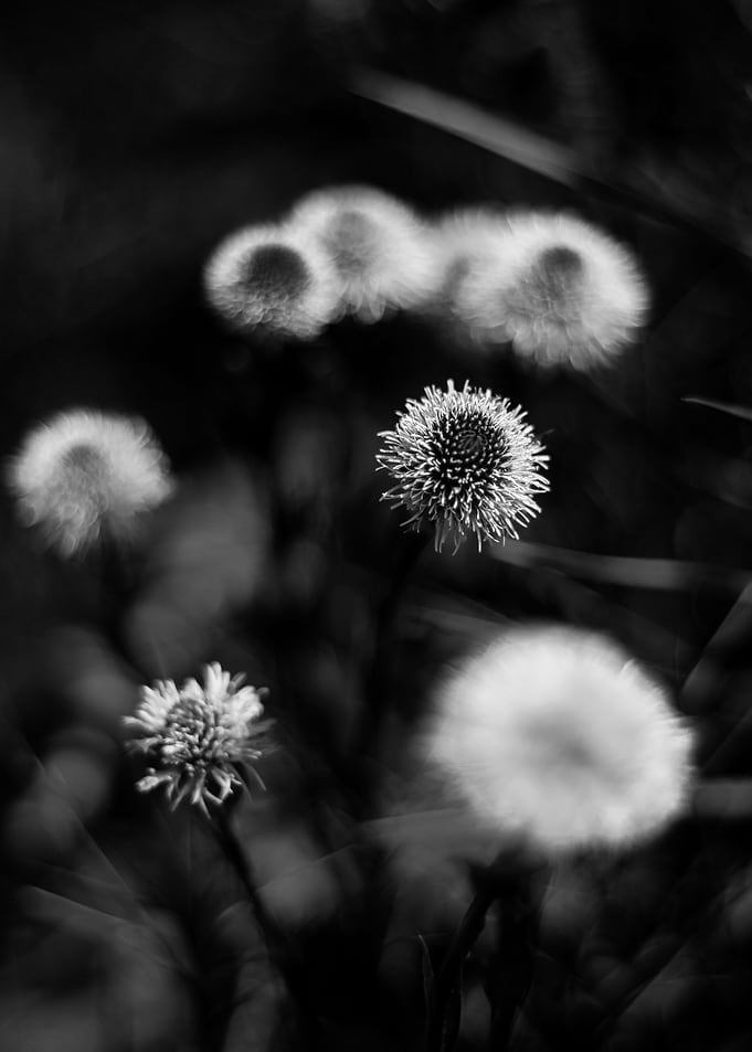Floral Noir