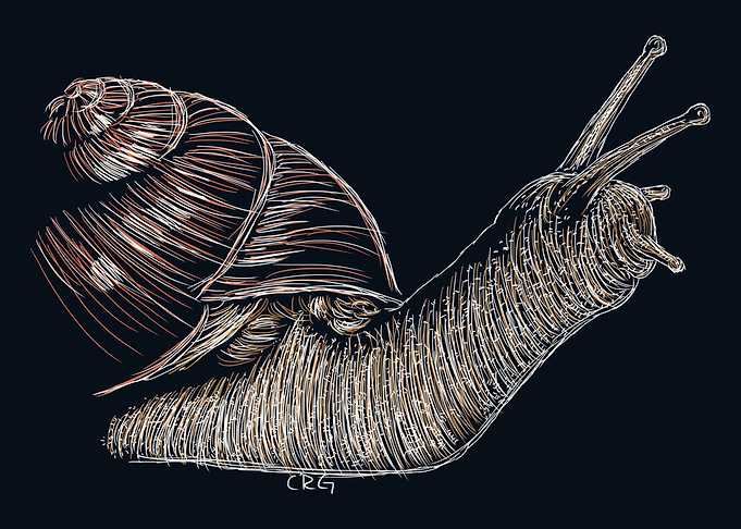 Snail