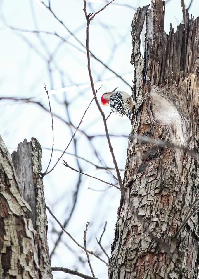 Woodpecker