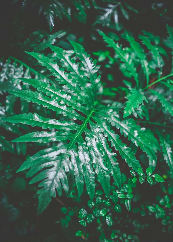 Jungle Leaves 1