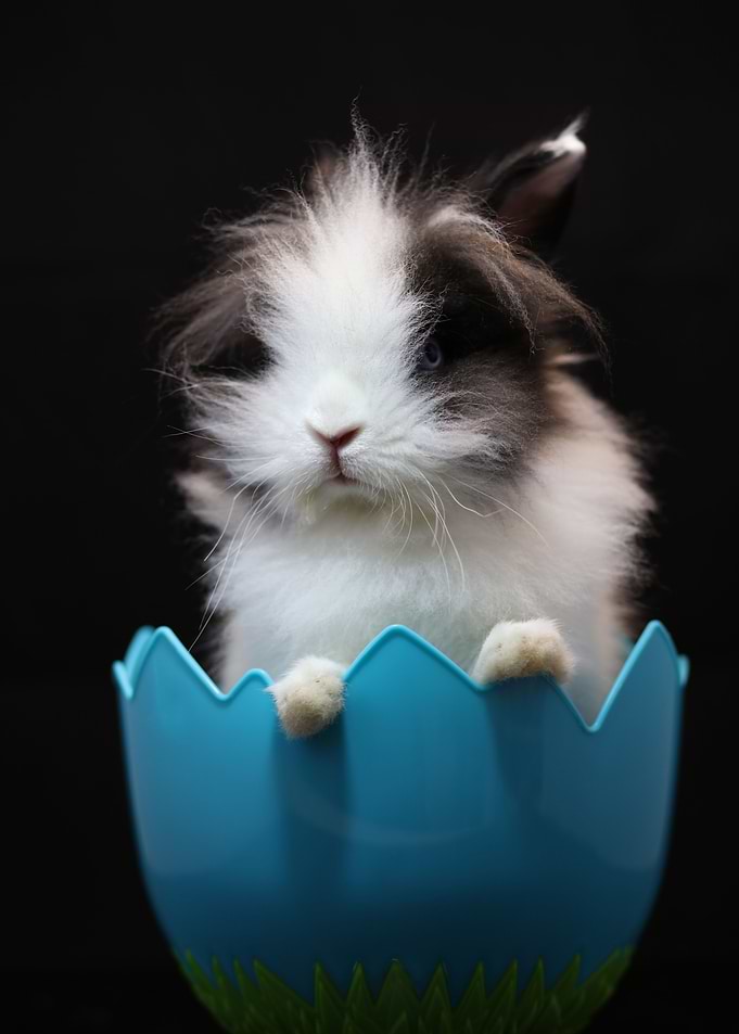 Easter Egg stuffer