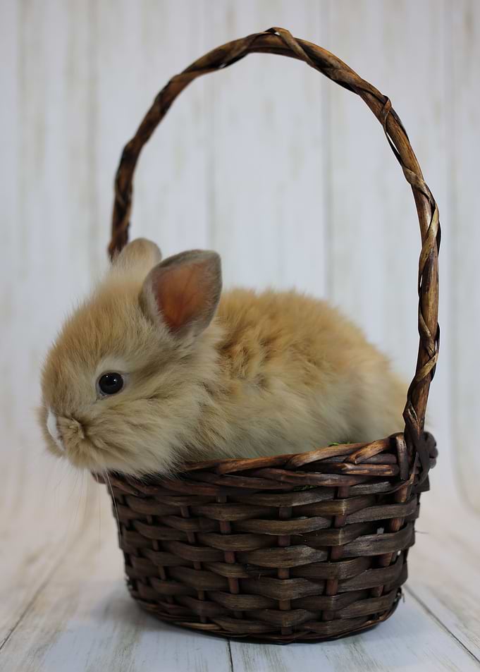 Easter basket stuffer