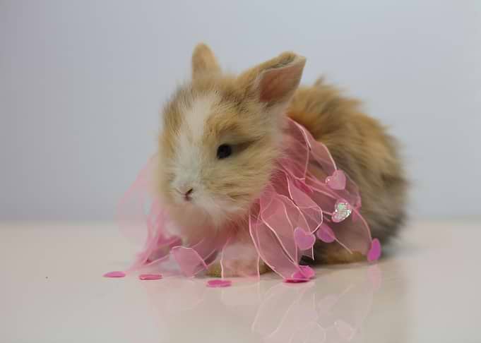Baby Bunny