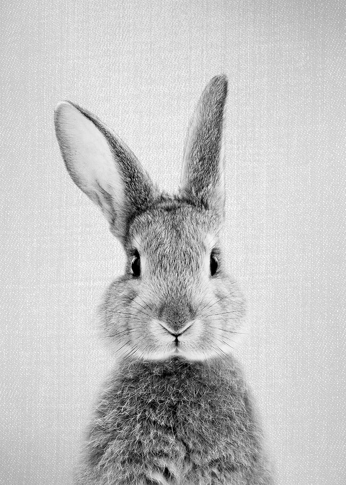 Rabbit BW