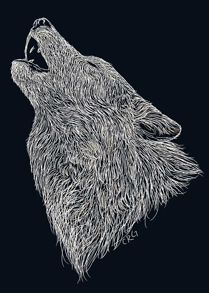 Howling Gray Wolf