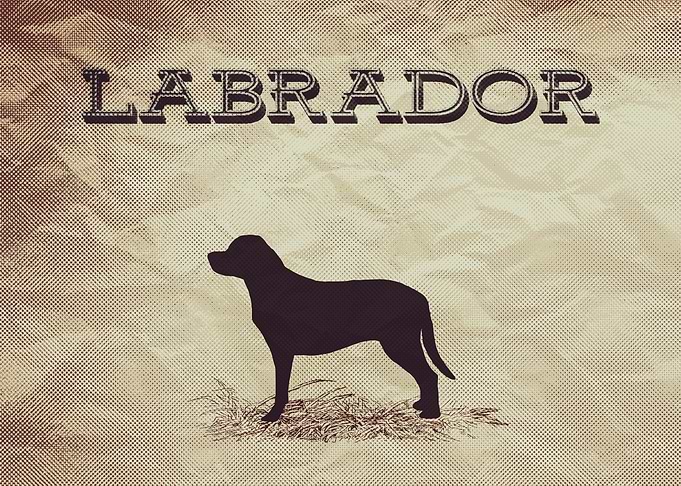 Retro Labrador