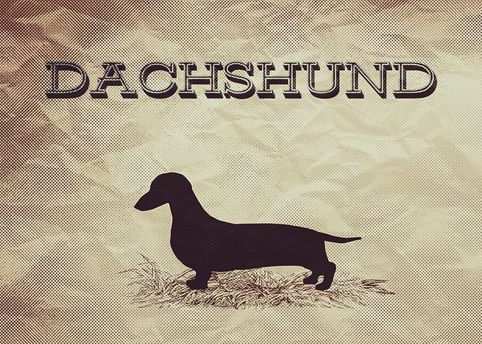 Retro Dachshund