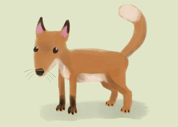A cute little Fox