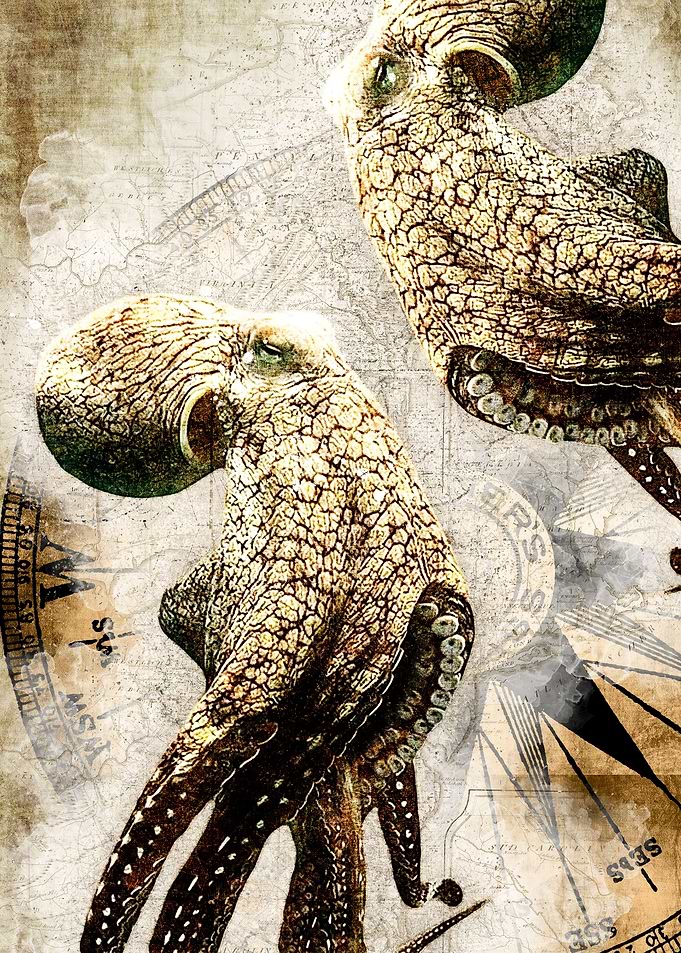 Journey of the Nautilus