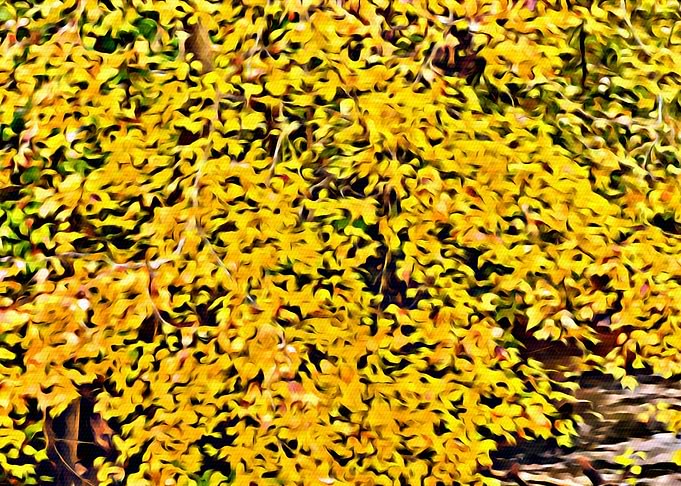 Field of Yellow