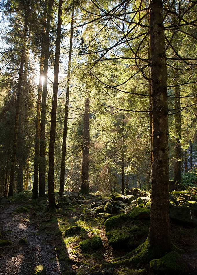 Green dense forest