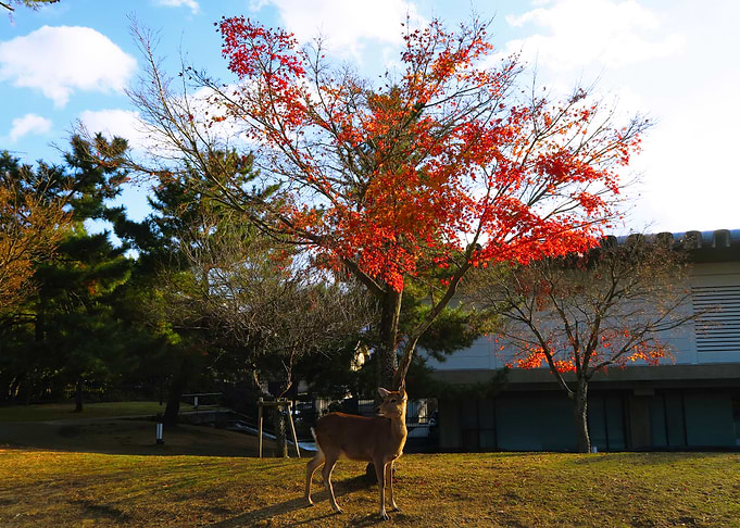 Momiji deer