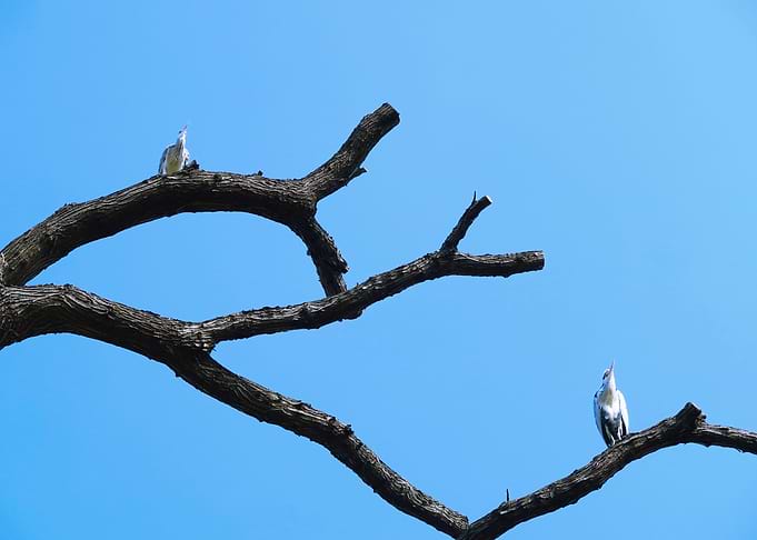 Heron tree 1