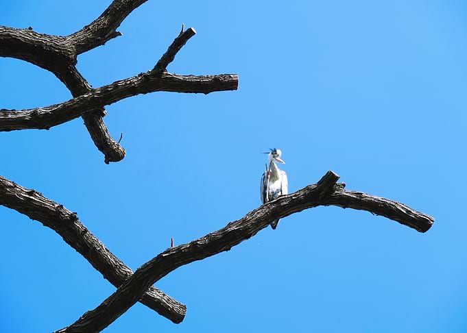 Heron tree 3