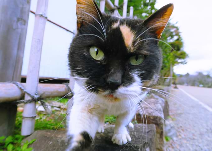 Kitty