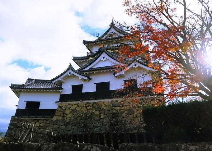 Hikone castle momiji