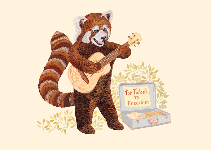 Red panda play guitar