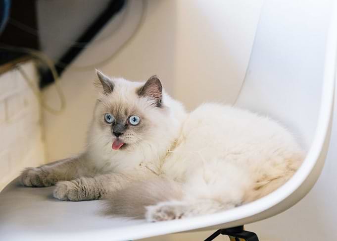 Silly Cat