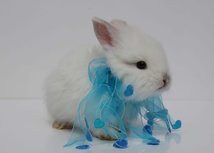 Baby Bunny
