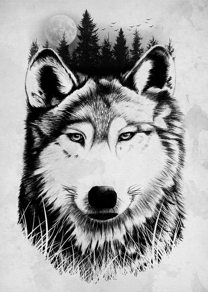 Wild Wolf