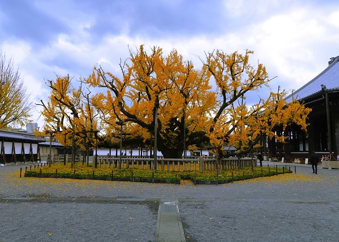 Spiritual yellow tree