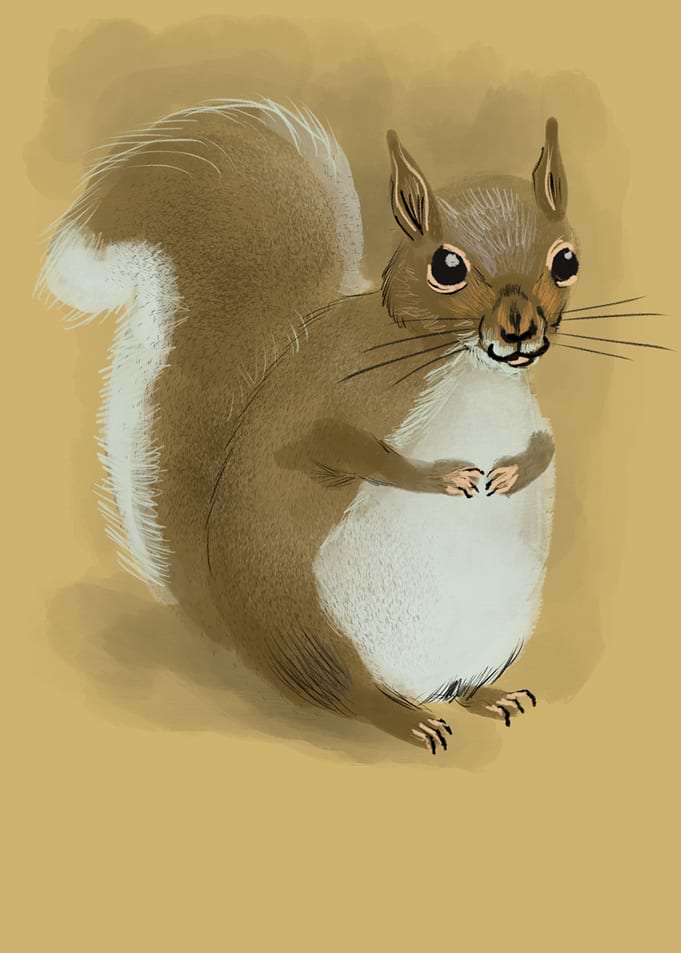 A cute Squirrel