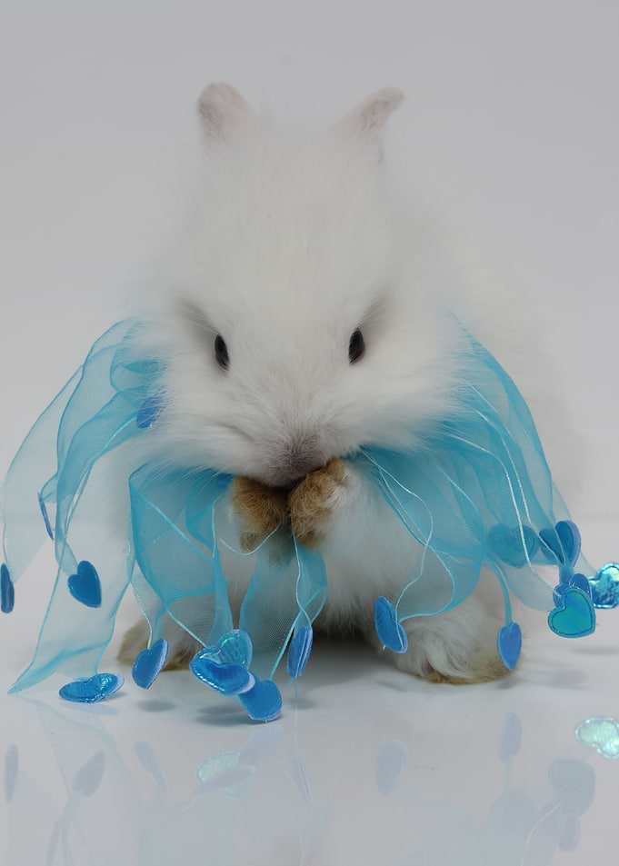 Baby Bunny