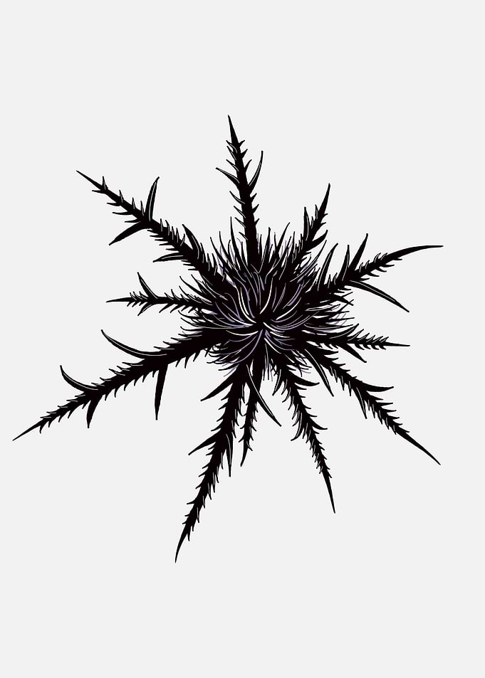 Dry Thistle Sharp Thorns