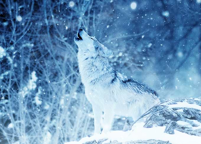 Howling Wolf