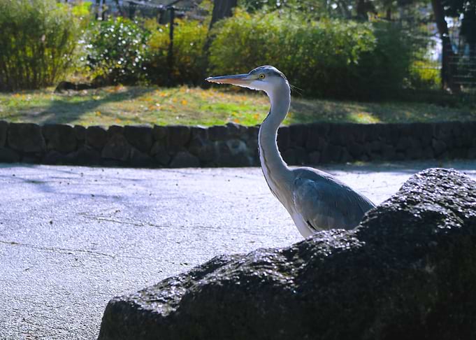 Heron city