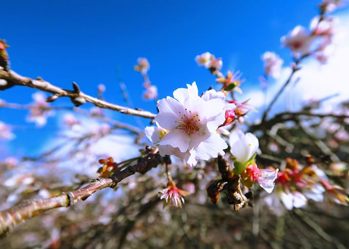 Plum flowers