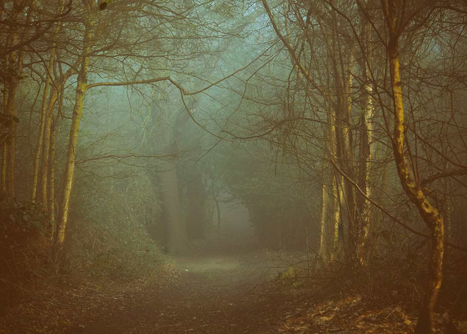 Peaceful forrest