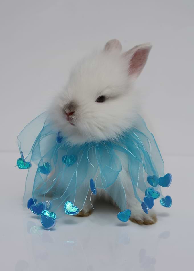Baby Bunny