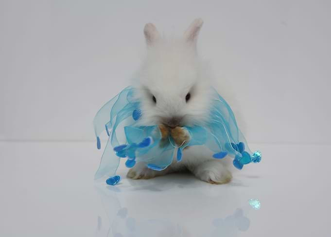 Baby Bunny