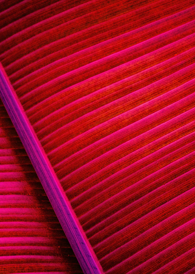 Red Leaf