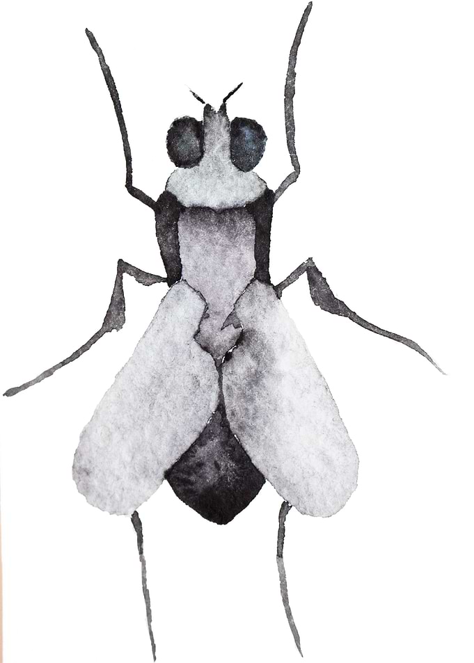 Fly Musca Domestica