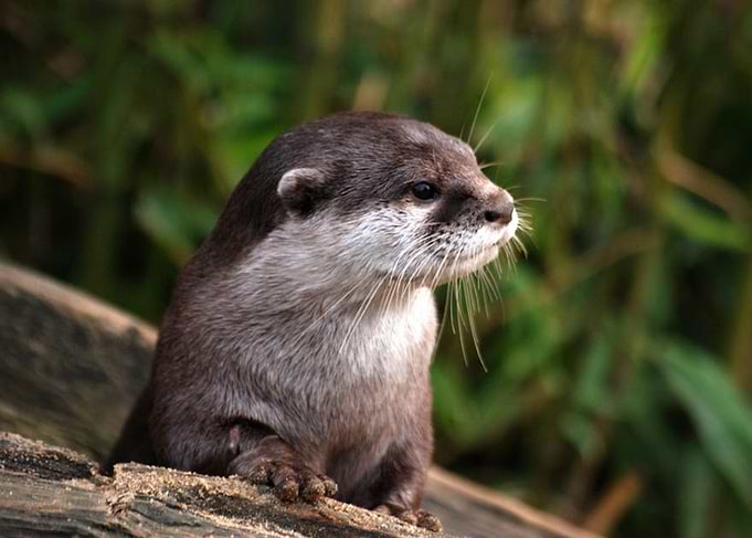 Cute Otter