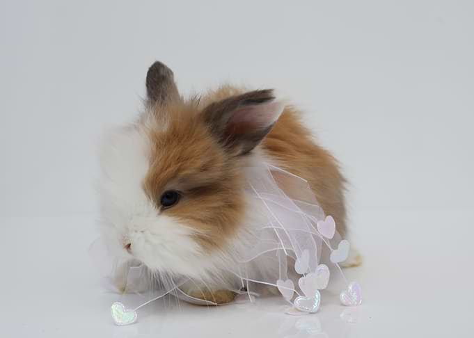 Baby Bunny