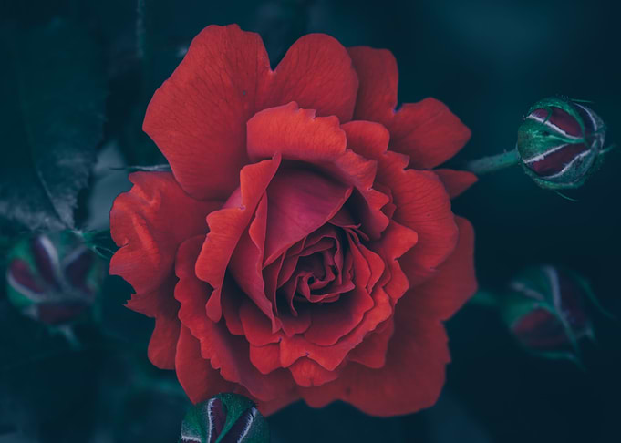 Rose